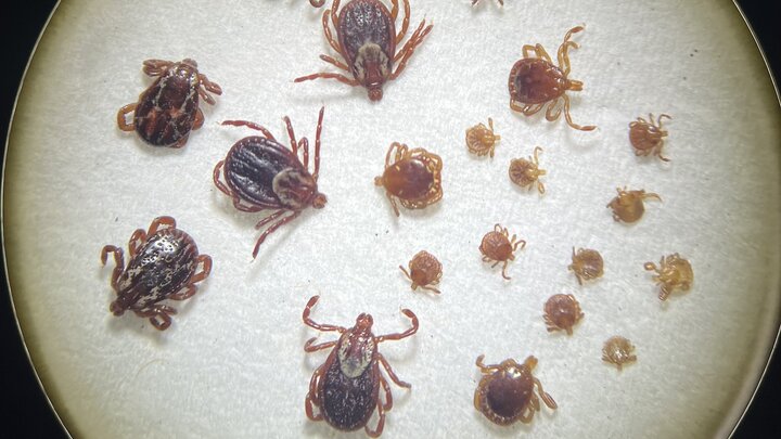 American Dog Ticks