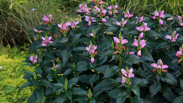 Chelone lyonii `Hot Lips'
