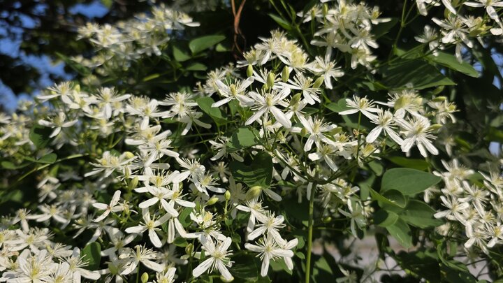Sweet autumn clematis in full bloom. 