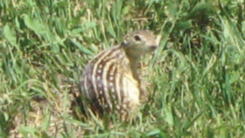 13-lined ground squirrel