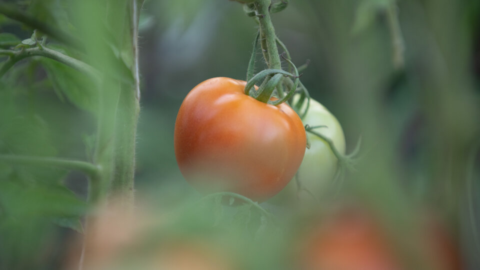 Tomatoes