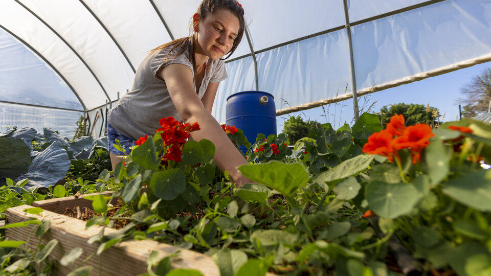 Greenhouse Garden