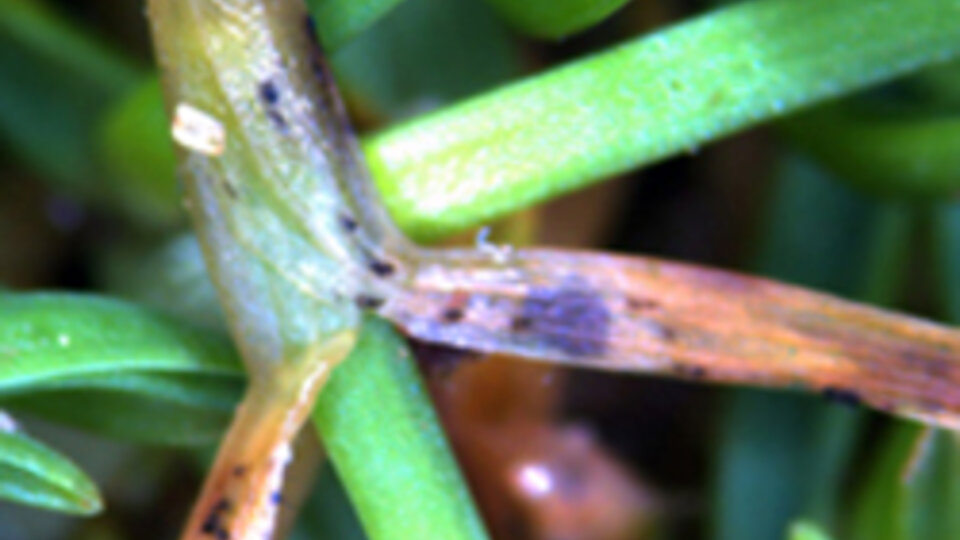 Anthracnose