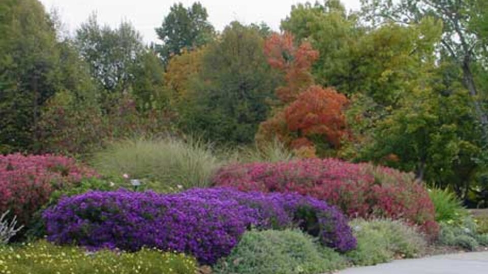 Creeping Thyme