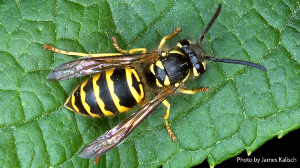 Eastern Yellow Jacket