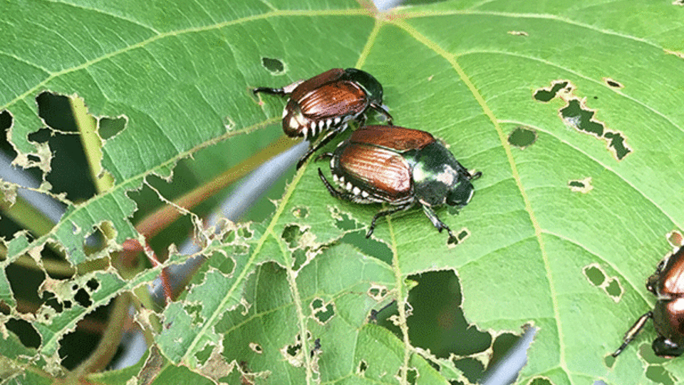 Japanese Beatles on a leaf