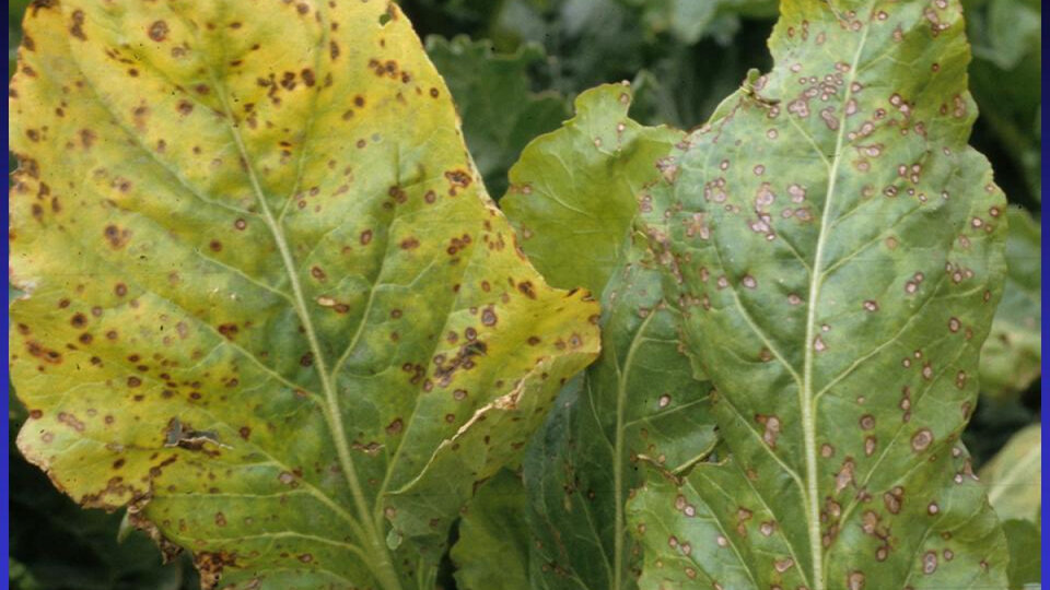 Leaf Spots