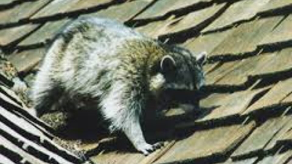 Raccoon