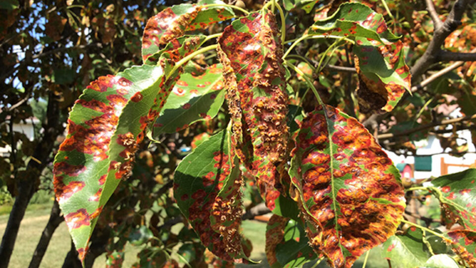 Rust Diseases