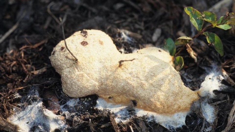 Slime Mold