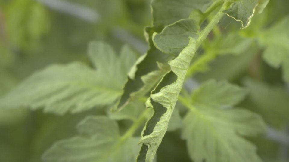 Tomato Leaf Curl