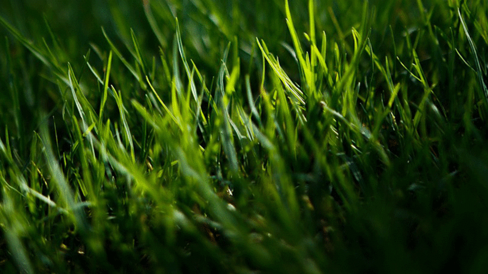 grass