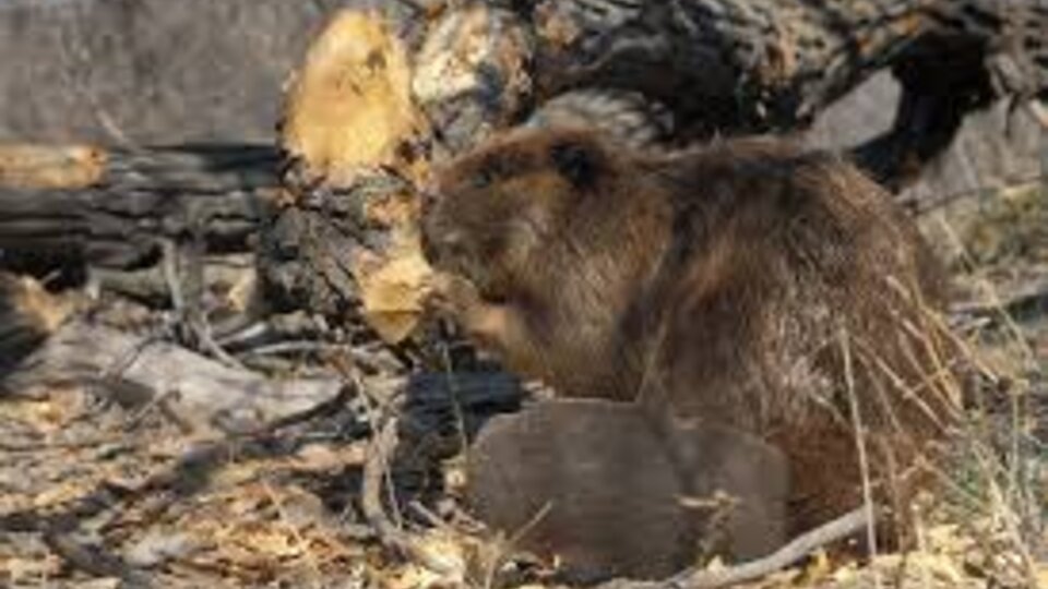 Beaver