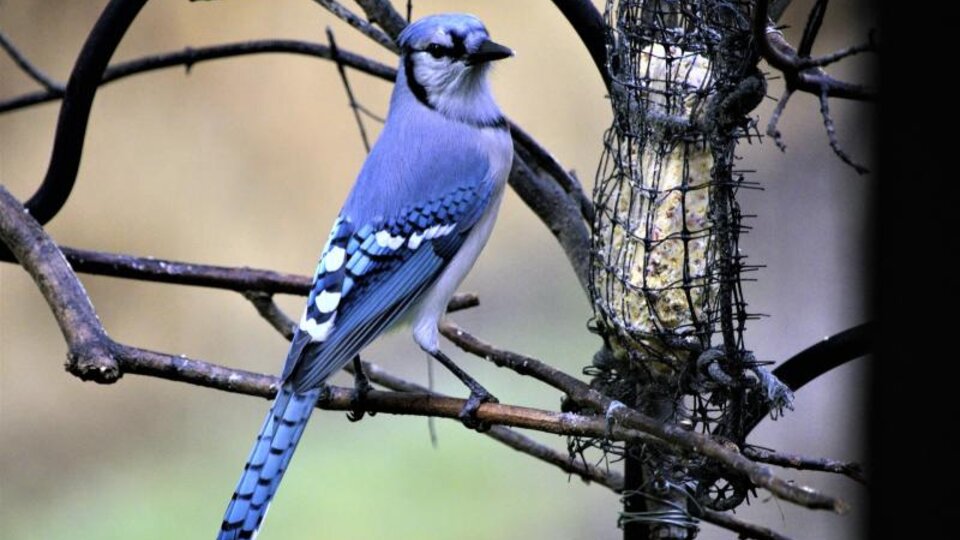 Bluejay