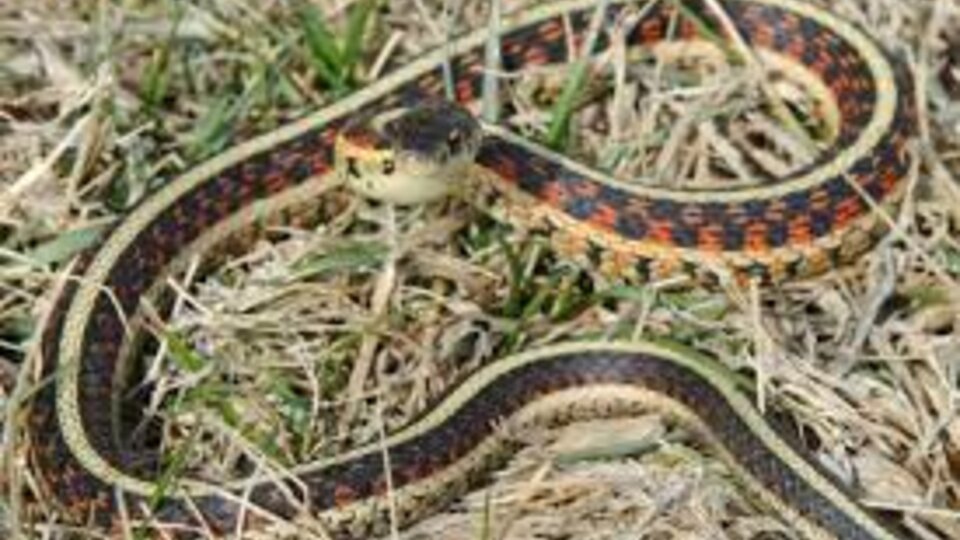 Garter Snake