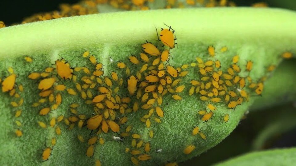 Aphids