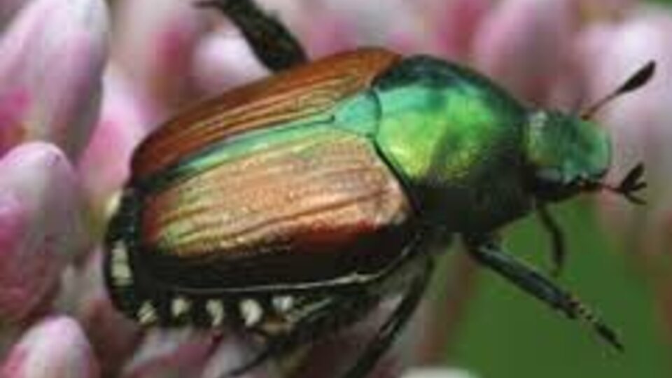 Japanese beetle