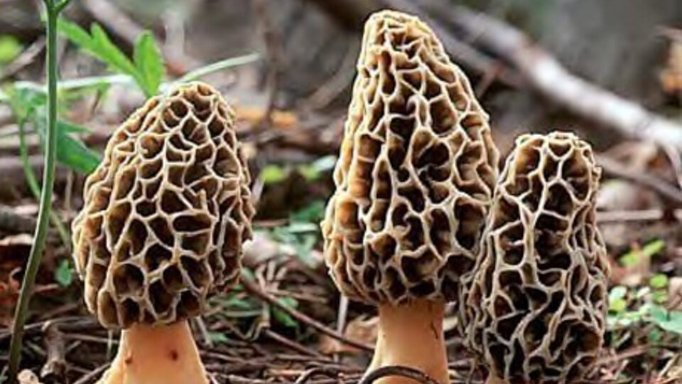 Morel Mushroom