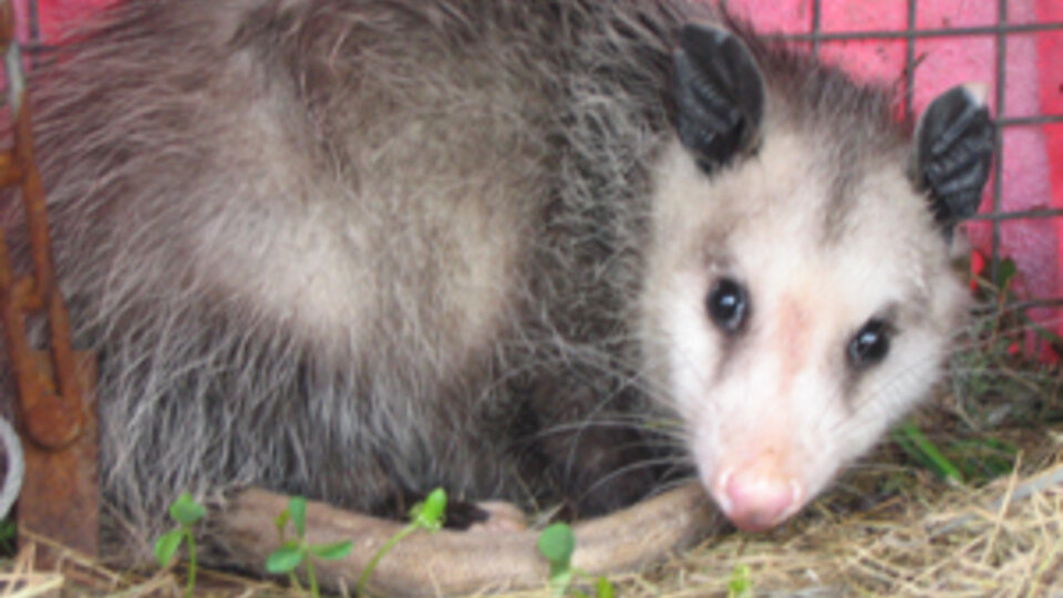 Opossum