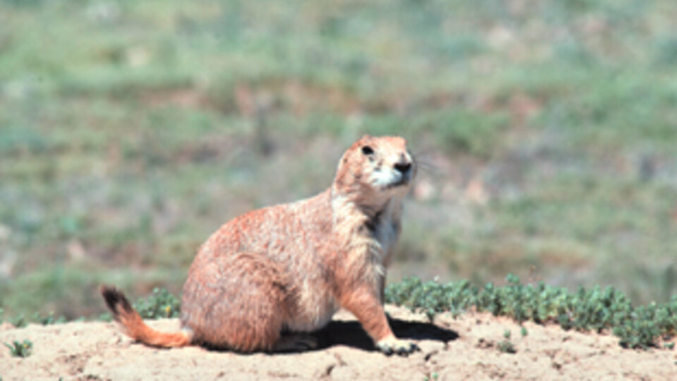 Prairie Dogs