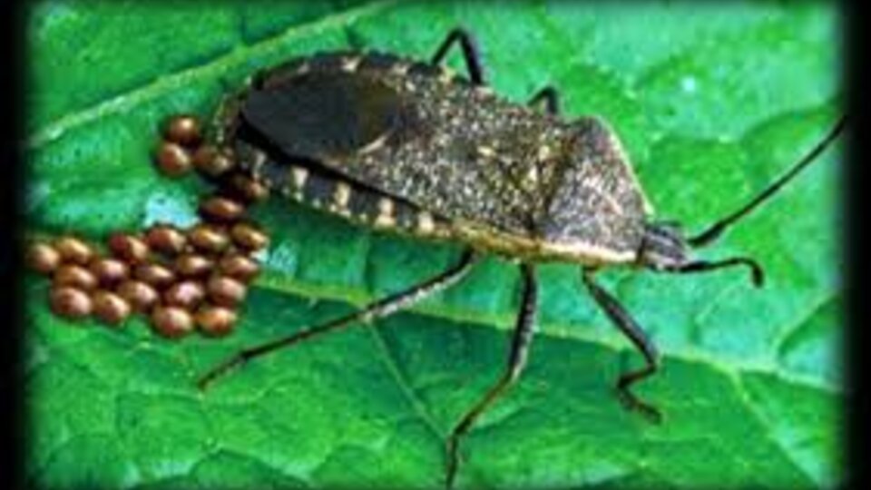 Squash Bugs