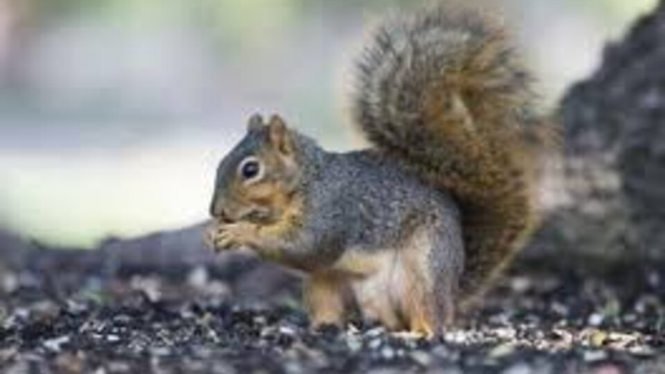 Squirrel