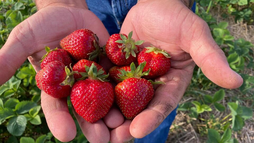 strawberries