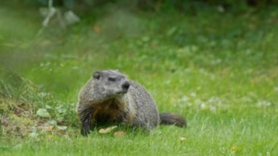 Woodchuck