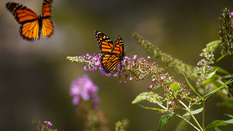 Butterflies in the garden