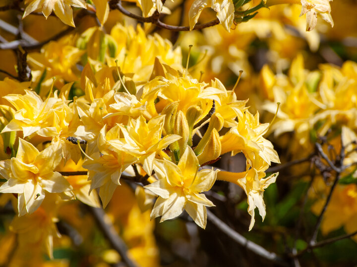 Yellow flowers in full bloom on a bush, with sunlight highlighting their vibrant petals.