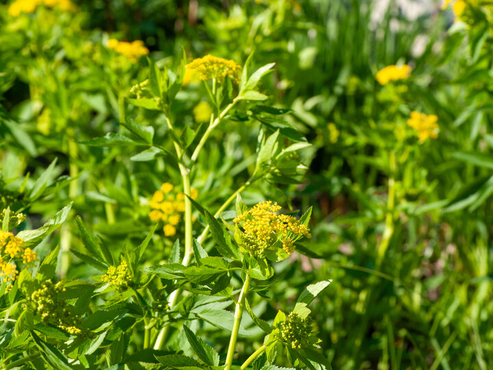 Yellow wildflowers and lush green leaves in sunlight.