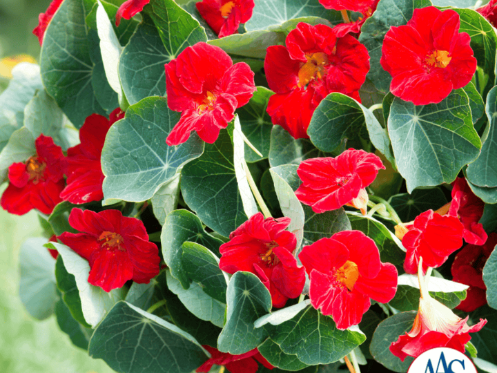 Nasturtium Baby Red