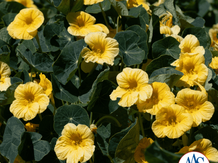 Nasturtium Baby Yellow