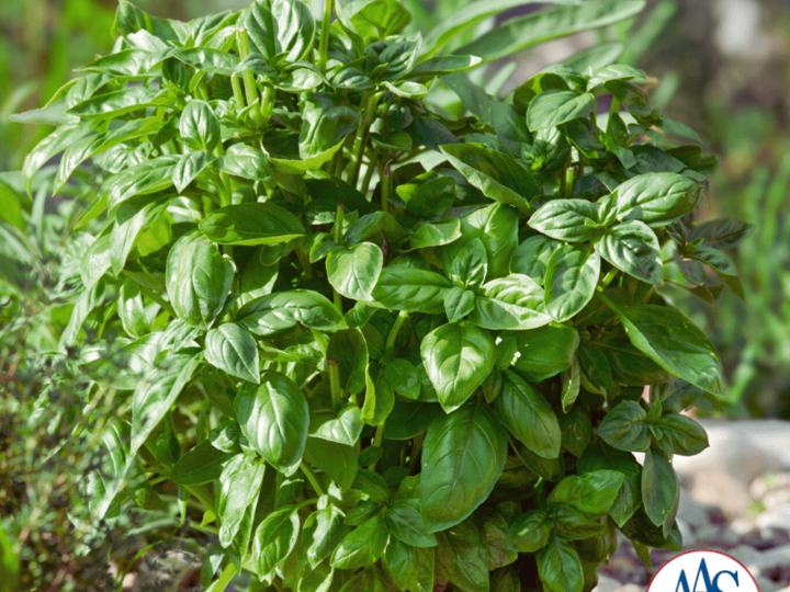 Basil Piedmont