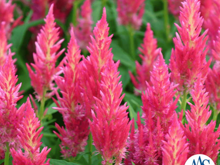 Celosia-Flamma-Pink