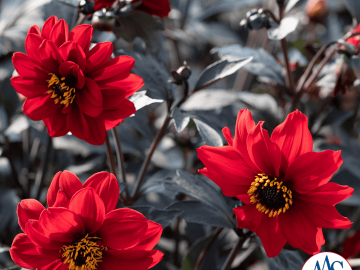 Dahlia-Black-Forest-Ruby