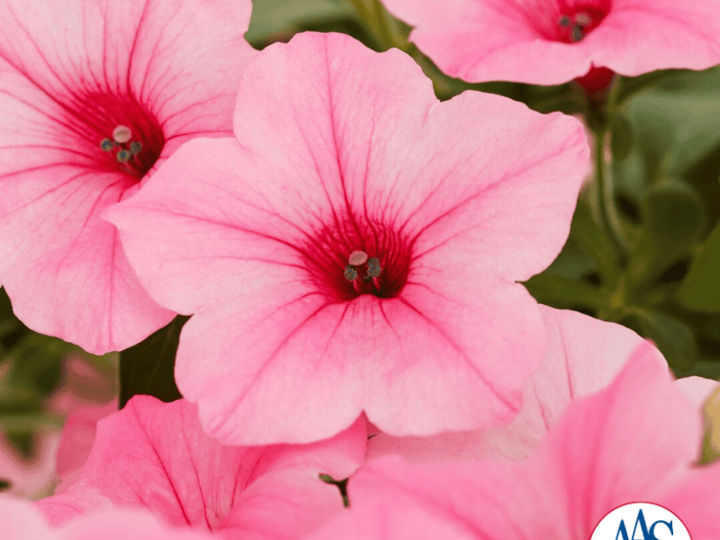 Petunia Dekko™ Maxx™ Pink