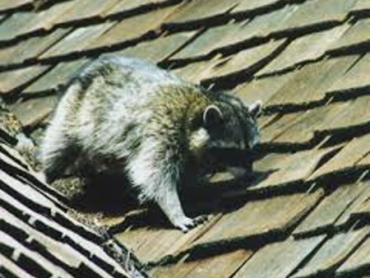 Raccoon