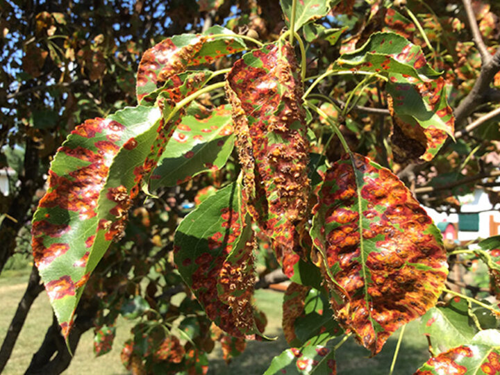 Rust Disease