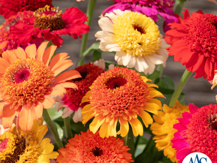 Zinnia Crestar Mix