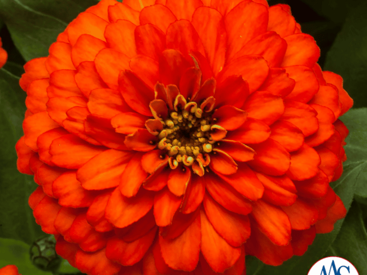 Zinnia Zydeco™ Fire