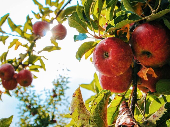 Fruit Tree