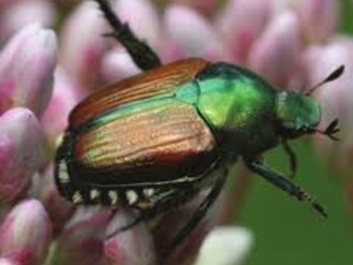 Japanese Beatle