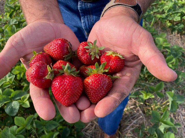 Strawberries