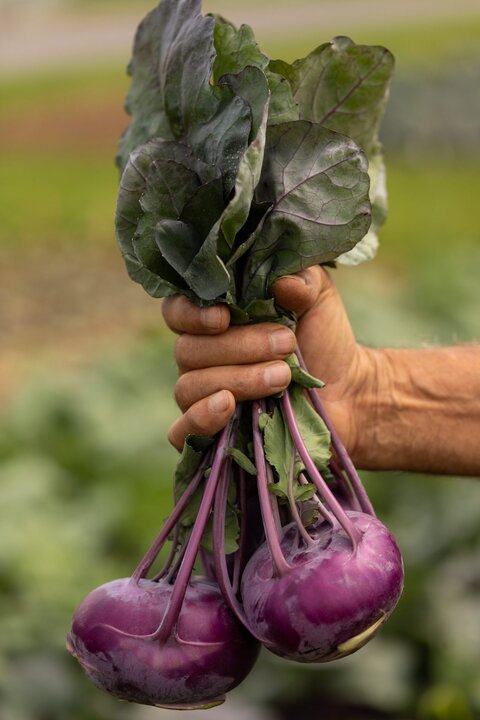 Kohlrabi Konstance F1