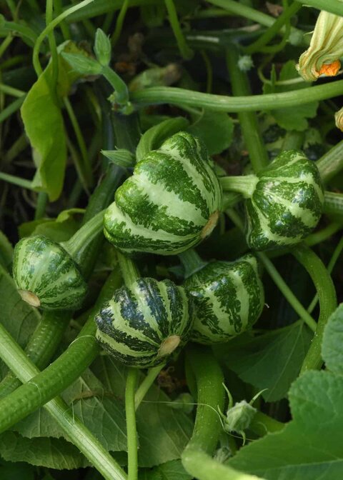Squash Green Lightning F1