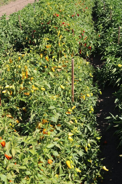 Pepper Pick-N-Pop Yellow F1