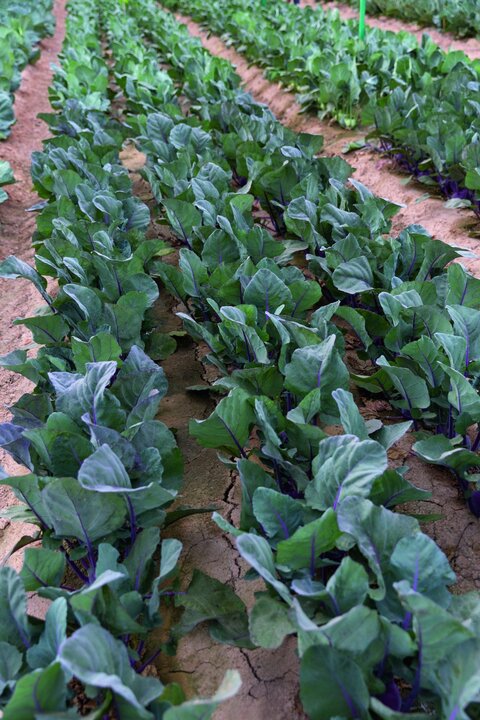 Kohlrabi Konstance F1