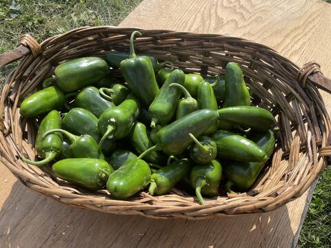 jalapeno peppers