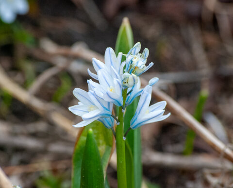 Close-up of Striped Squill (Puschkinia scilloides) that produced delicate, pale blue flowers with darker blue stripes, adding subtle color to the early spring garden. Photo taken March 26, 2026, in the Backyard Farmer Garden.